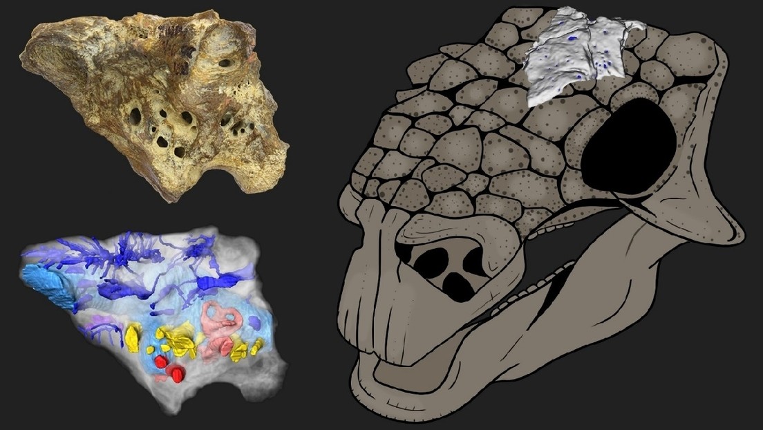 FOTOS: Crean un modelo 3D detallado del cerebro de un dinosaurio que proporciona nuevos datos sobre esa especie