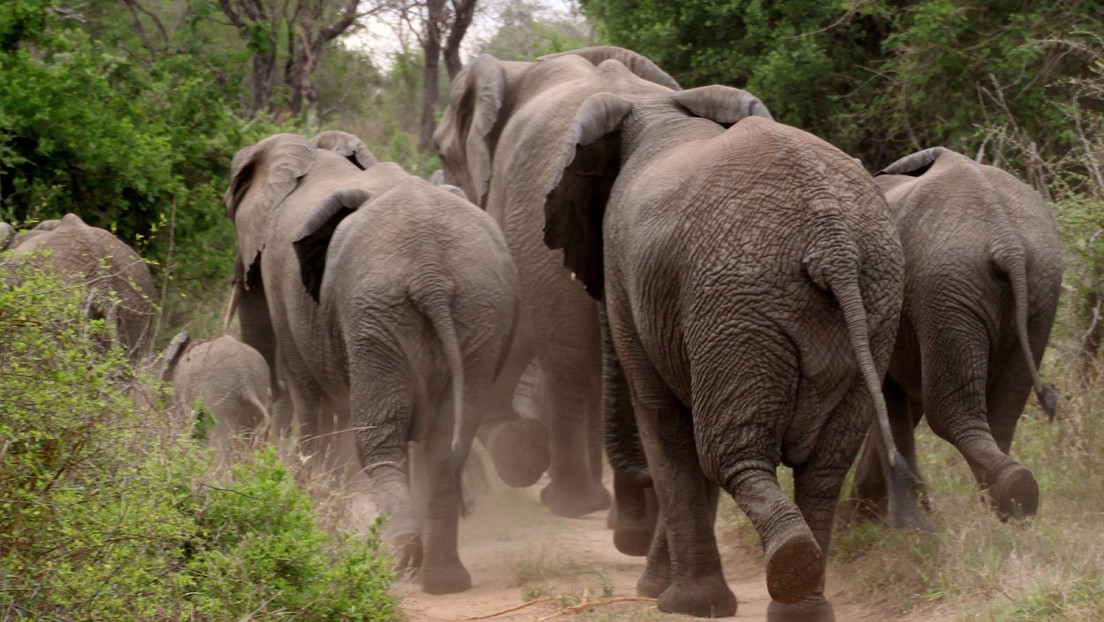 VIDEO: Dos elefantes arremeten contra un grupo de turistas en Sri Lanka