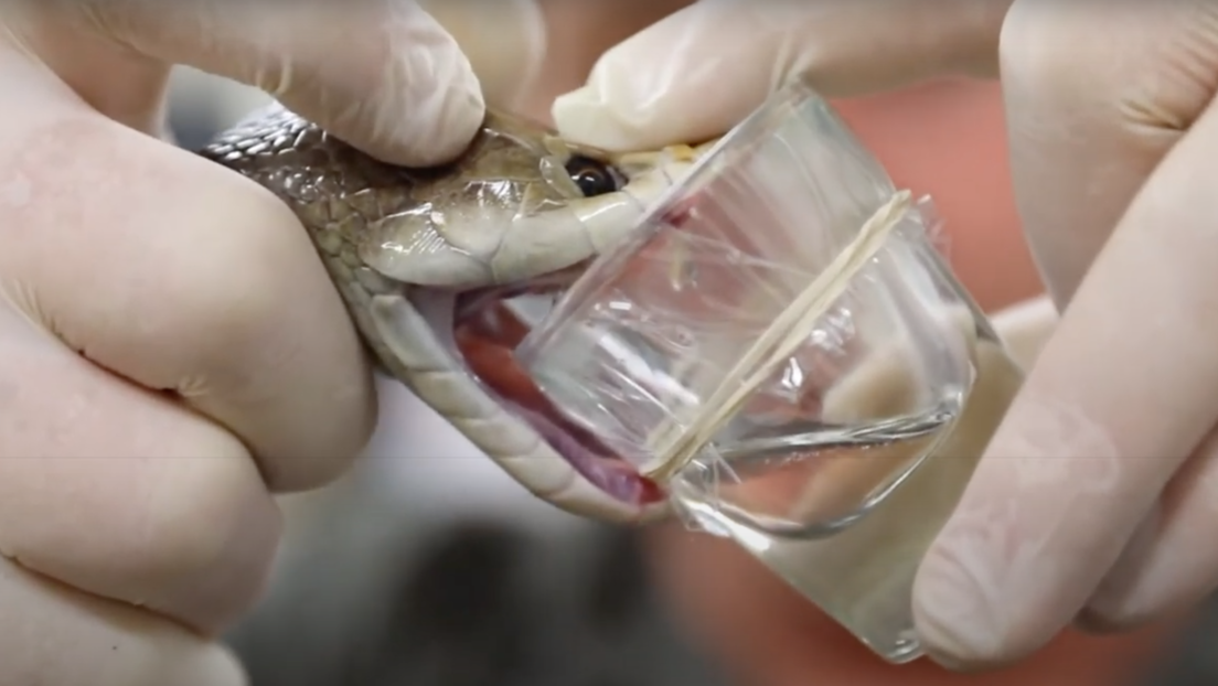 VIDEO: Una serpiente de Australia produce una dosis récord de veneno