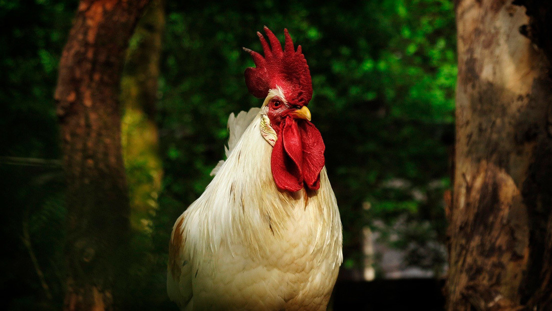 VIDEO: Pollos salvajes se convierten en una plaga en Nueva Zelanda tras la cuarentena por el coronavirus