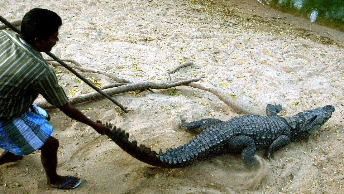 Un bañista rescata a su amigo de las fauces de un cocodrilo (VIDEO)