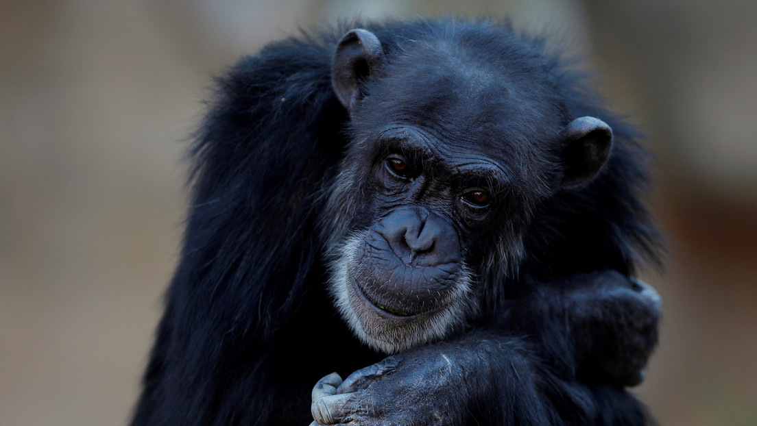 Descubren un hueso nunca visto en el corazón de chimpancés