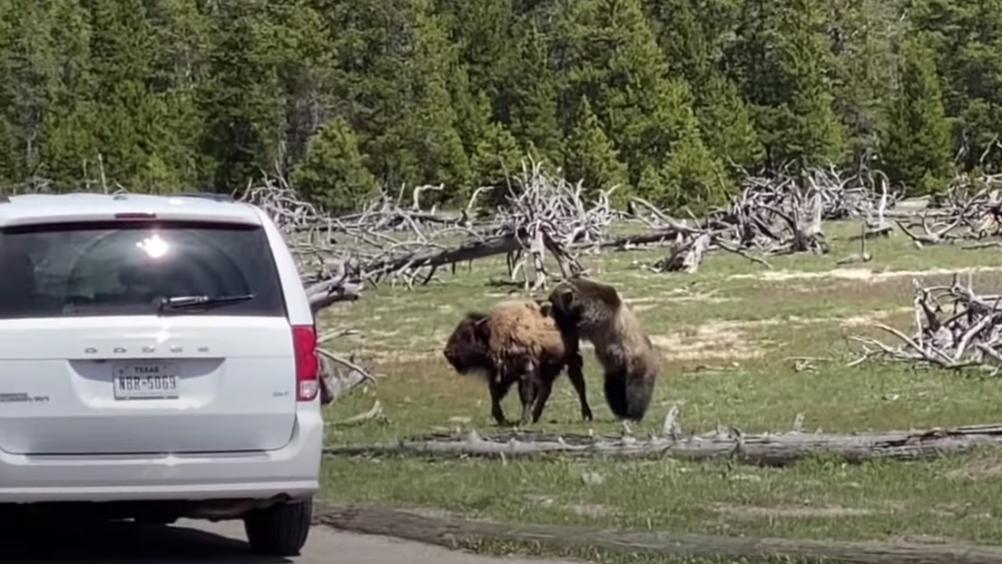 VIDEO: Un oso grizzly y un bisonte se enfrentan en un duelo de un solo sobreviviente en Yellowstone