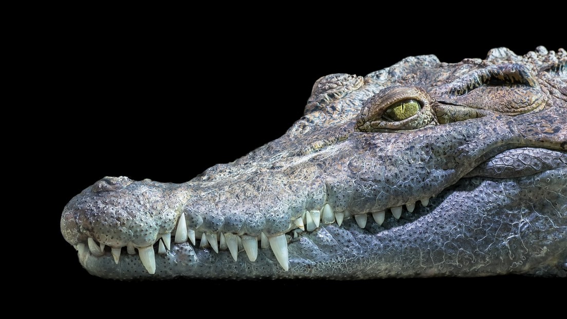 'Como los dinosaurios': Descubren que cocodrilos antiguos caminaban apoyados sobre sus patas traseras