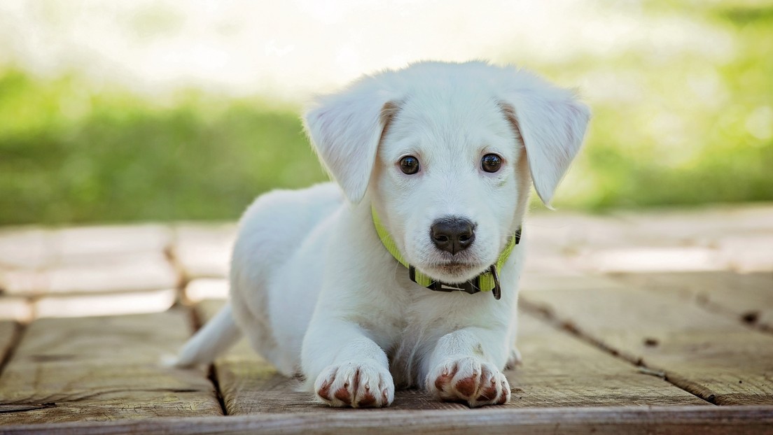 Indignación en Panamá por unos jóvenes que alimentaron a un cocodrilo con una perrita y lo grabaron