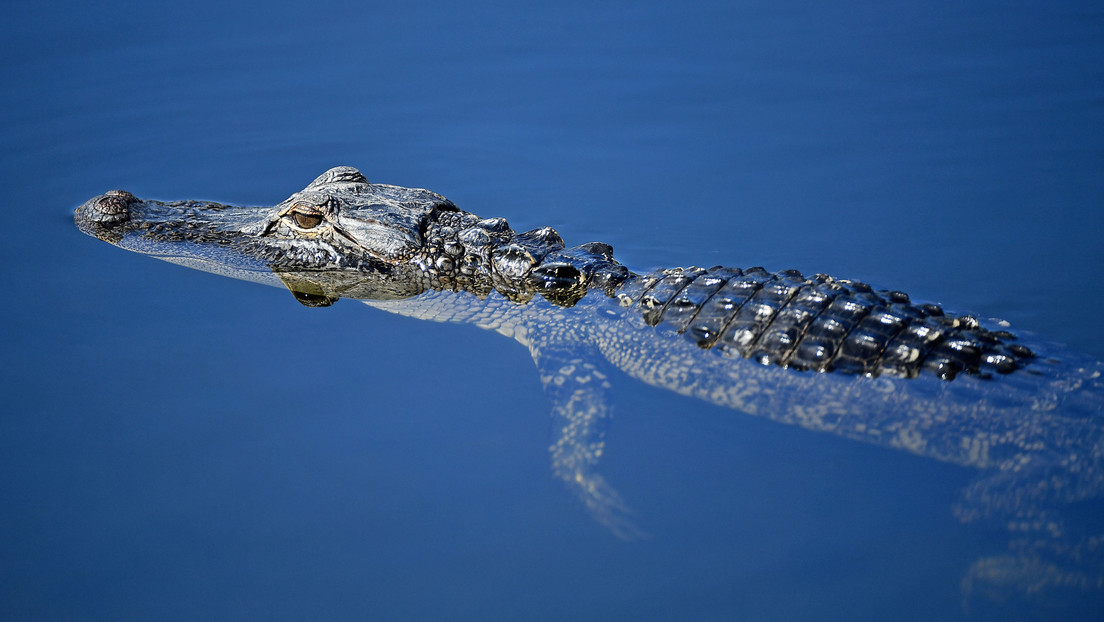 VIDEO: Una familia de Florida encuentra un pequeño aligátor nadando en su piscina