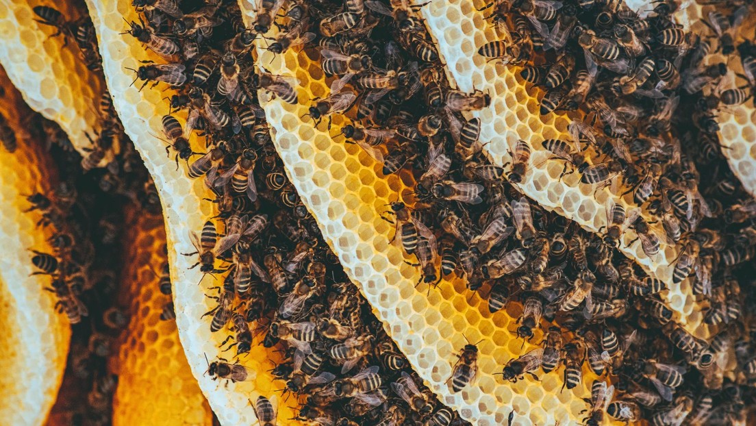 'La ola mexicana': el hipnótico mecanismo de defensa de las abejas para asustar a sus enemigos (VIDEO)