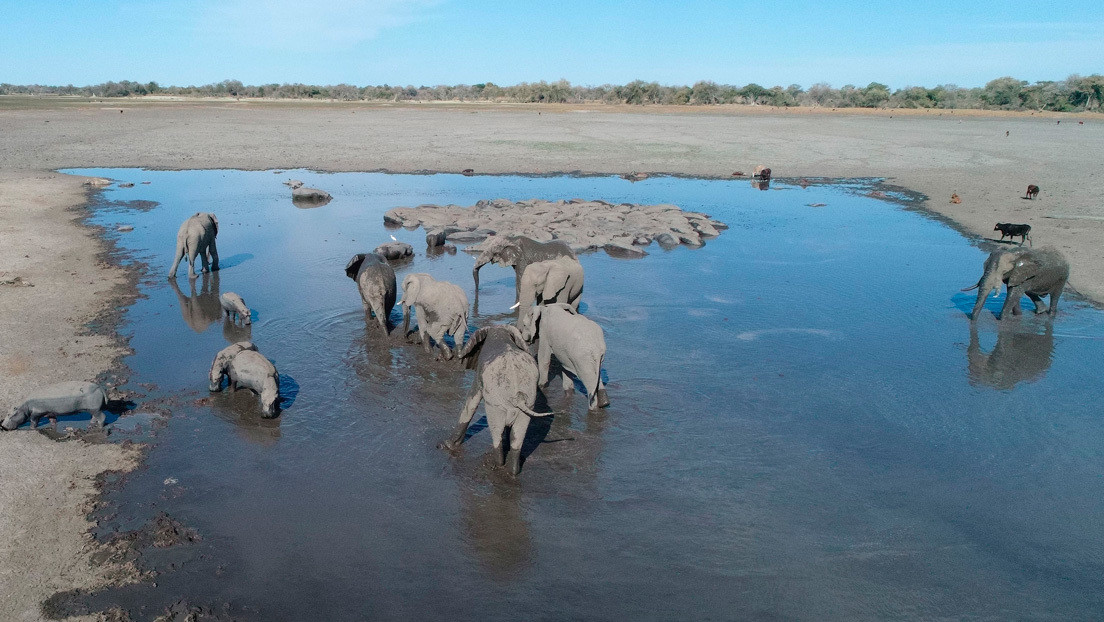 Crece el número de elefantes muertos hallados intactos en Botsuana y nadie sabe por qué