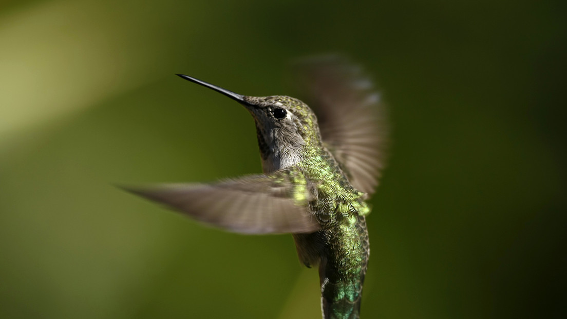Descubren que los colibríes perciben colores ultravioletas indistinguibles para los humanos