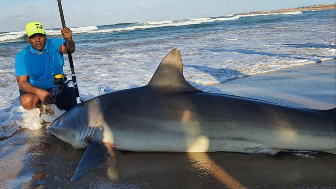 Captura un tiburón de casi 300 kilos de peso con una pequeña sardina como cebo