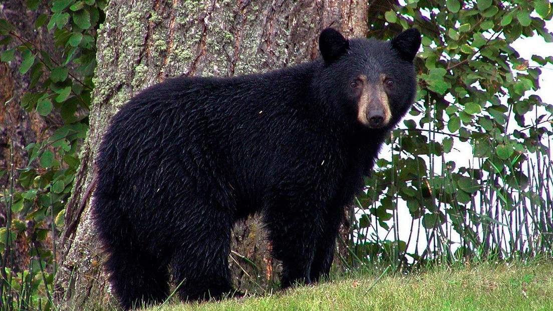 Una joven es atacada por un oso en California y logra salvarse golpeándolo con un portátil