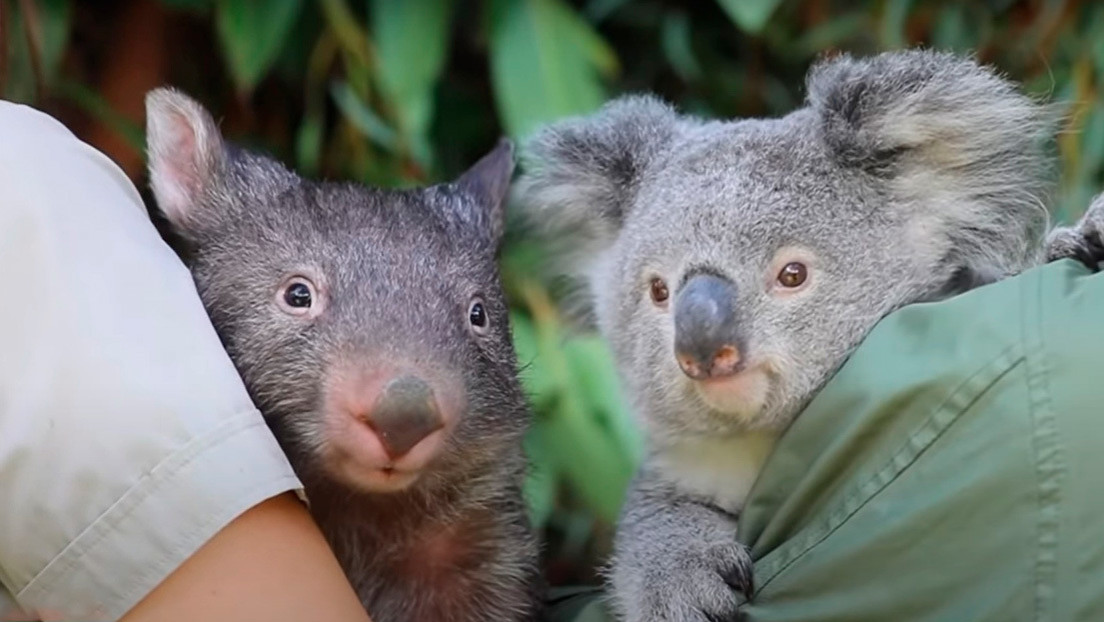 VIDEO: Un koala y un uómbat se vuelven 'mejores amigos' gracias a la cuarentena