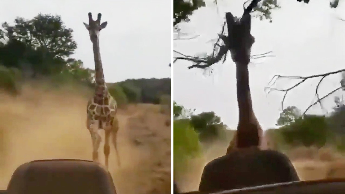 VIDEO: Una jirafa persigue un todoterreno con turistas