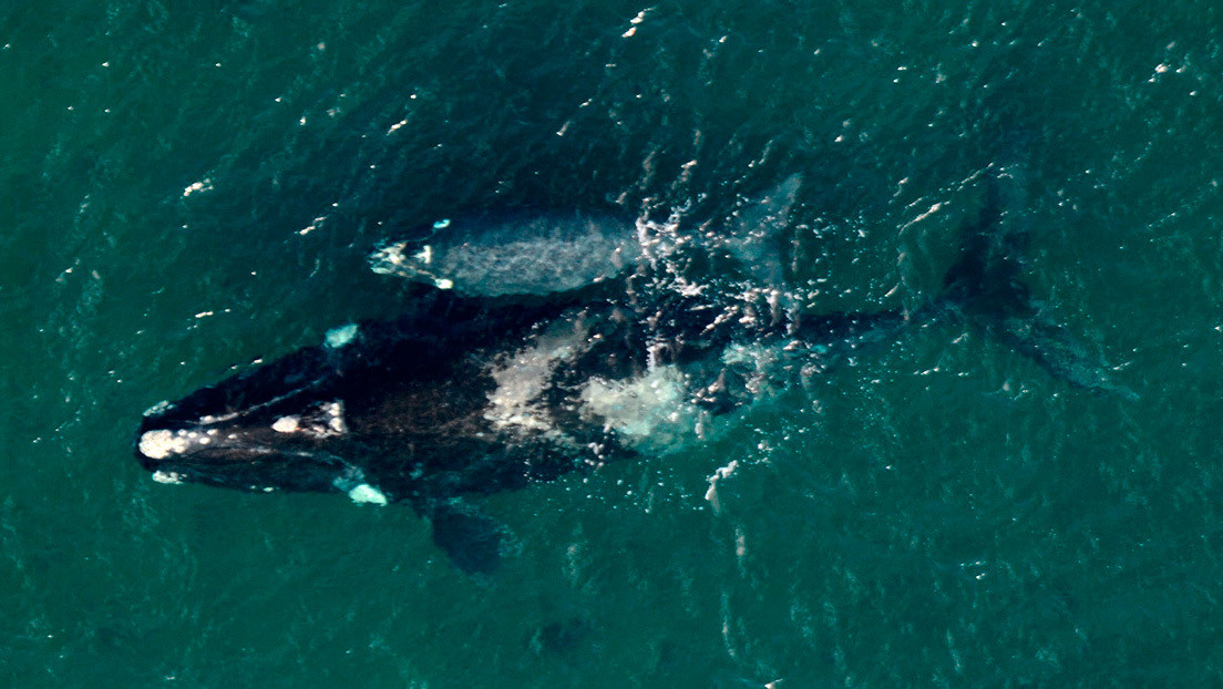 Descubren que más de 100 ballenas de Brasil también fueron vistas en Argentina: "Evidencia que conforman una gran población en Sudamérica"