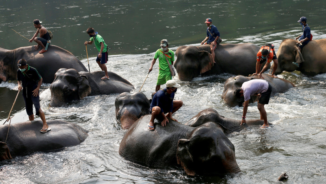 VIDEO: Revelan las torturas que sufren los elefantes usados para entretener a turistas en Tailandia