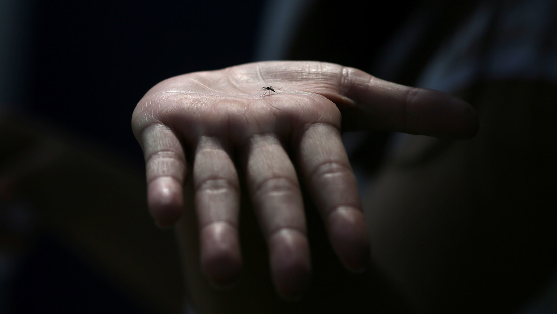 Un nuevo estudio confirma que los mosquitos no transmiten el coronavirus