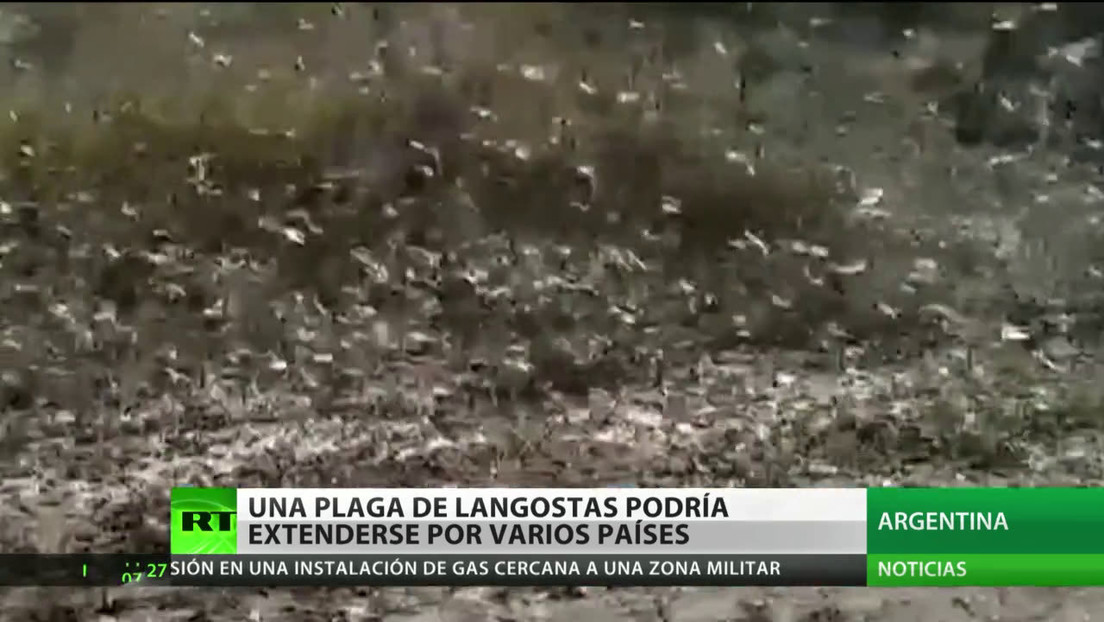 Una plaga de langostas avanza por Argentina y mantiene en alerta a Brasil
