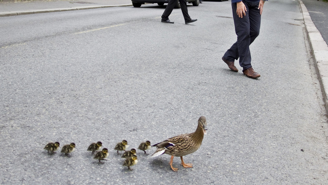 VIDEO: Detienen el tráfico para que una familia de patos cruce la calle