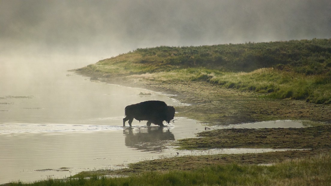 VIDEO: Un bisonte imperturbable se relaja junto a un géiser en erupción en Yellowstone