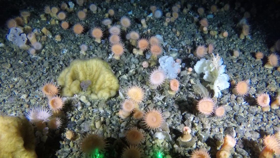 Descubren un vasto 'jardín de corales' en el lecho marino cerca de Groenlandia (VIDEO)