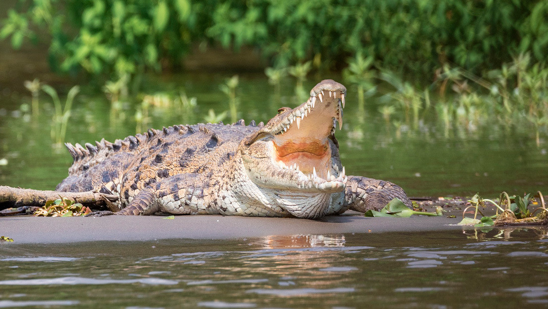 Un cocodrilo mata a un niño de 10 años arrastrándolo al agua
