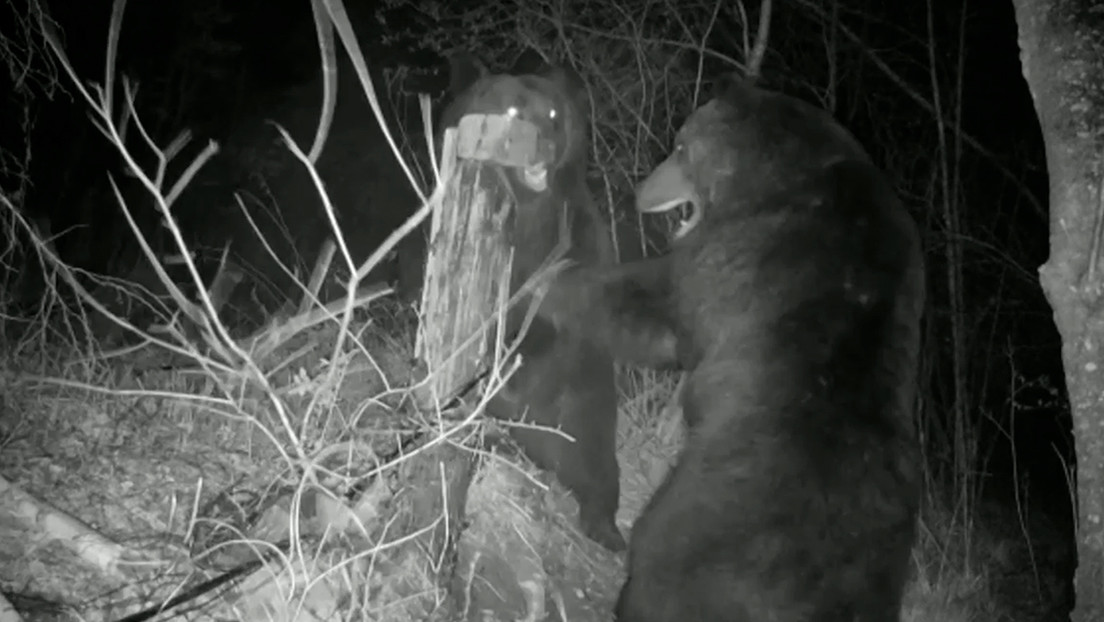 VIDEO: Dos osos protagonizan un feroz combate en la frontera ruso-china y destruyen cámaras y parte de la valla fronteriza