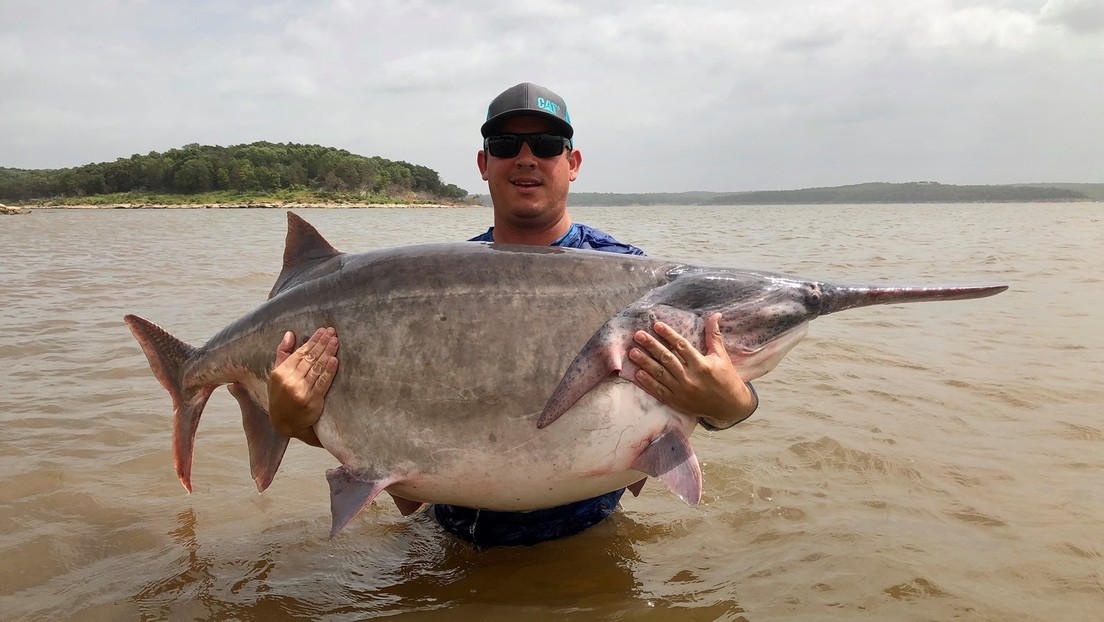 Un hombre atrapa un enorme pez espátula y establece un récord mundial
