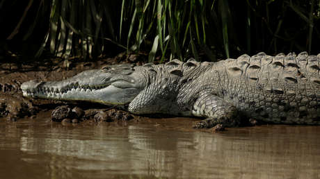 VIDEO: Una periodista posa para una foto con un cocodrilo y este le da una sorpresa