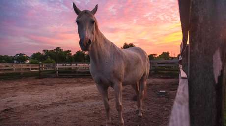 Imponen la máxima sanción de la historia a un jinete suspendido 20 años por dopar a su caballo que luego murió