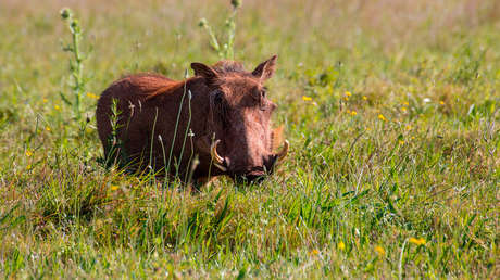 VIDEO: Una hiena acecha a una familia de jabalíes, pero acaba arrepintiéndose