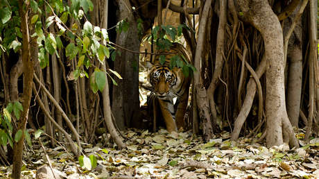 Una tigresa destroza a un hombre y los lugareños atacan a las autoridades para exigir una indemnización