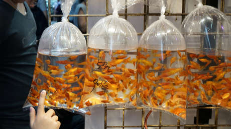 Médicos chinos operan a un hombre para sacar de su cuerpo un pez en el que "se sentó accidentalmente"