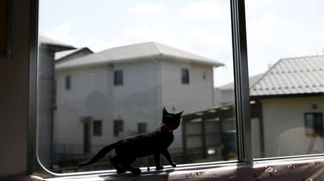 Rescatan al perro y el gato tiene que salvarse solo: la fotografía de un felino saltando de una casa en llamas se convierte en el meme sobre el 2020