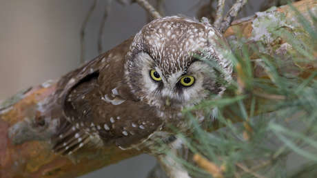 Una lechuza se camufla tan bien en un árbol que para encontrarla hay que forzar la vista al máximo