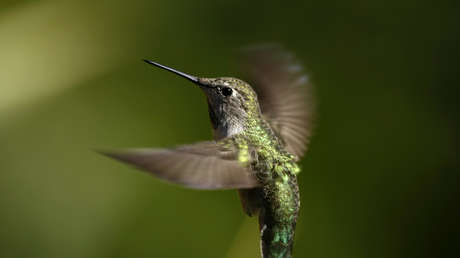 Descubren que los colibríes perciben colores ultravioletas indistinguibles para los humanos