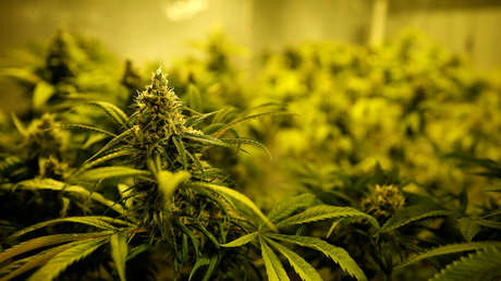 Villa Ciudad Parque, el pueblo argentino que permite el cultivo de cannabis medicinal para reactivar la economía