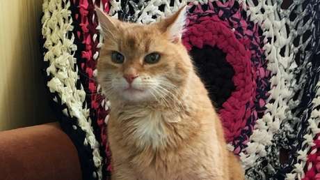 Un gato vuelve a casa tres años después de una aventura