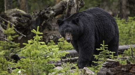 VIDEO: Un oso se le acerca en una ruta de senderismo y ella permanece sorprendentemente tranquila