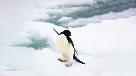 El cambio climático 'alegra' a los pingüinos