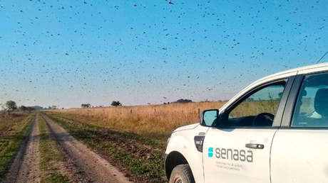 Brasil declara la emergencia fitosanitaria en dos estados ante la posible llegada de una plaga de langostas