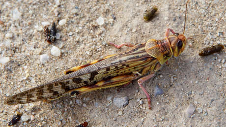 "Ataque de langostas": Internautas comparten imágenes de la plaga que invade una ciudad de la India (VIDEOS)