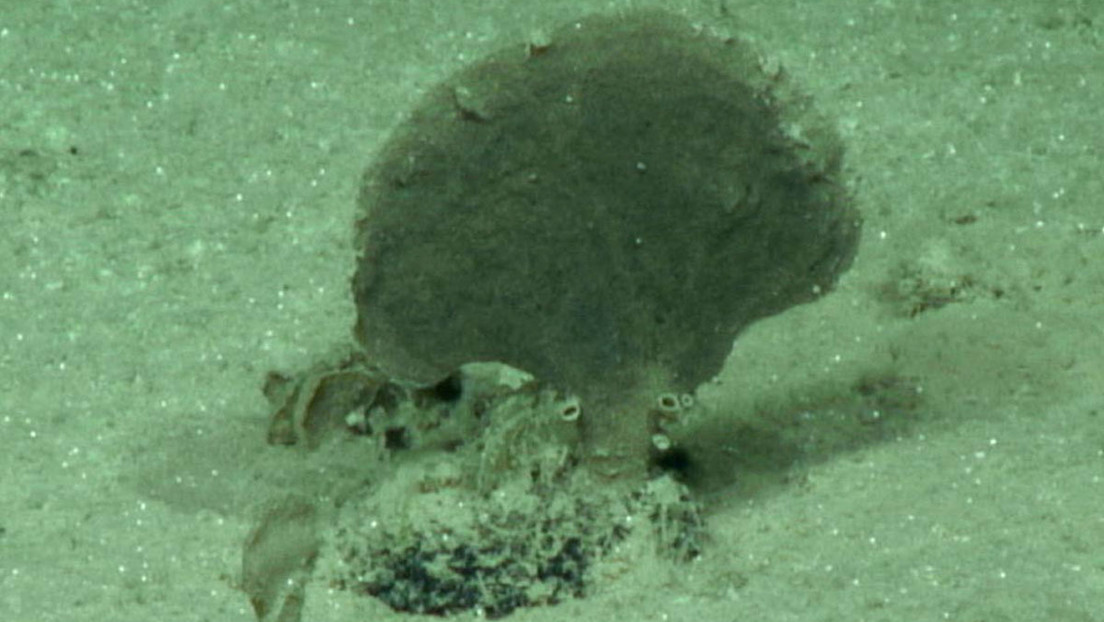 FOTO: Descurben cuatro nuevos organismos unicelulares gigantes en el fondo abisal marino