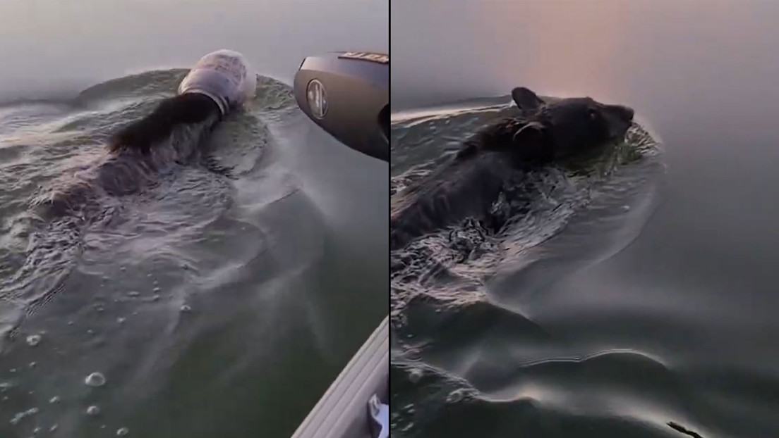 VIDEO: Salvan a un oso que nadaba en un lago con la cabeza atrapada en un contenedor plástico