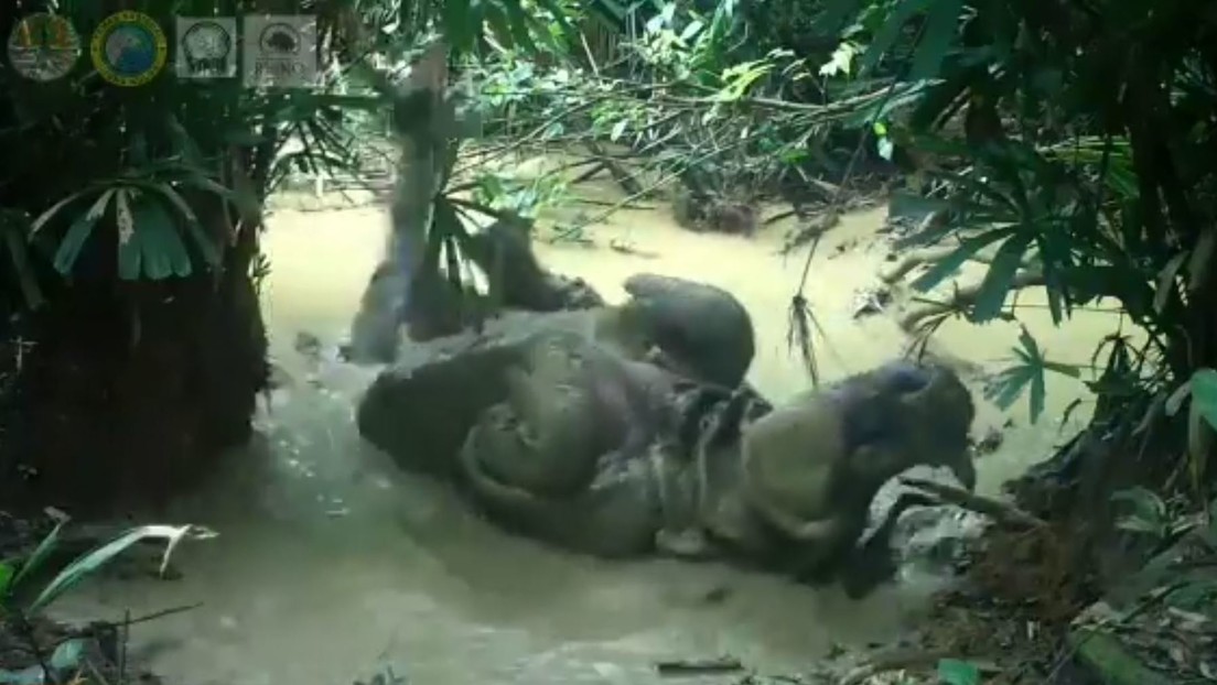 Una cámara oculta graba a un raro rinoceronte de Java tomando un 'baño de barro' (VIDEO)