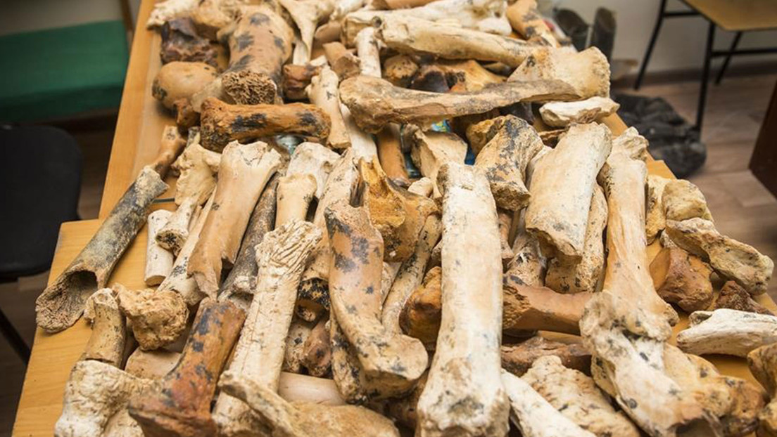 Encuentran antiguos restos de rinoceronte, antílope y tigre dientes de sable en una cueva en Crimea