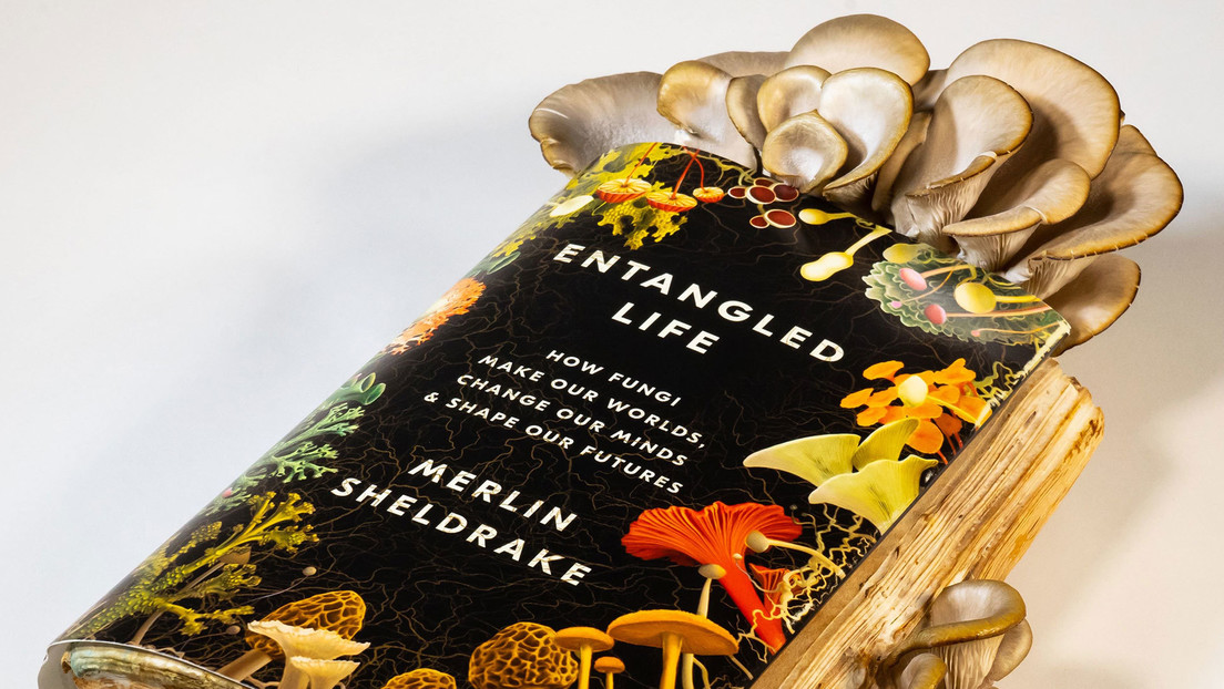 VIDEO: Un biólogo cultiva setas en su libro sobre hongos y se las come