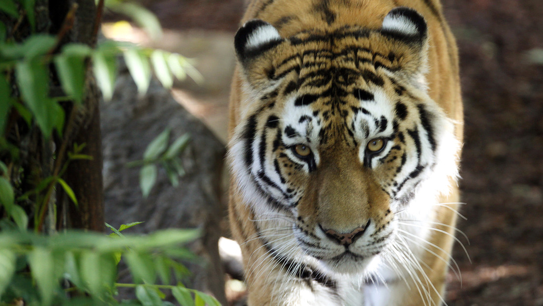 Fallece una empleada de un zoológico de Suiza tras ser atacada por un tigre