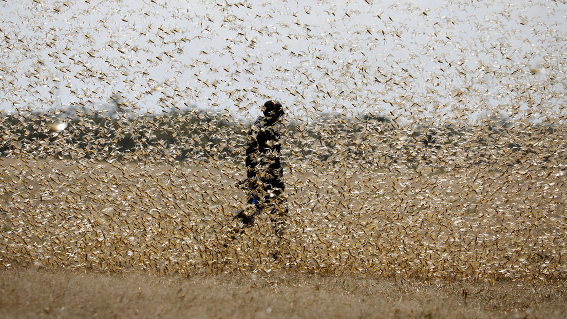 Por "aterradora y dramática" que sea, la plaga de langostas en África Oriental nos trae "un mensaje más profundo", según un experto