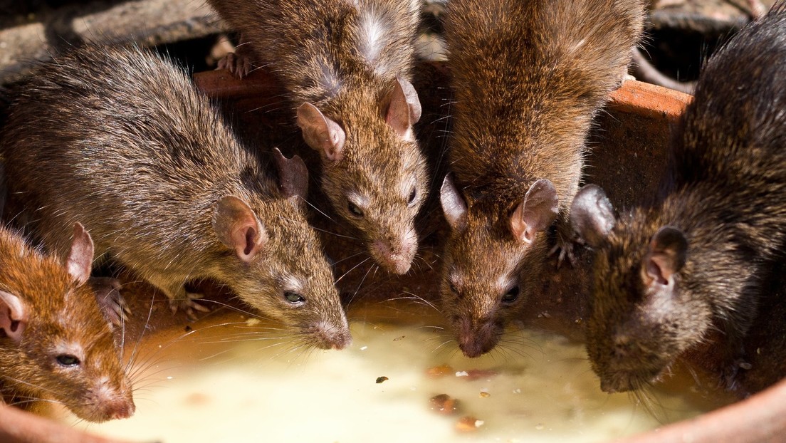 La pandemia provoca que las ratas practiquen canibalismo y entren en las casas a través de las tuberías en busca de comida