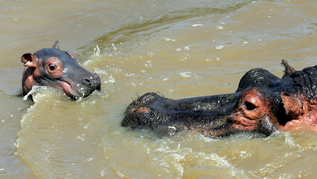 VIDEO: Dos jóvenes hipopótamos ayudan a dos pájaros a pasar frente a un grupo de cocodrilos sin ser vistos